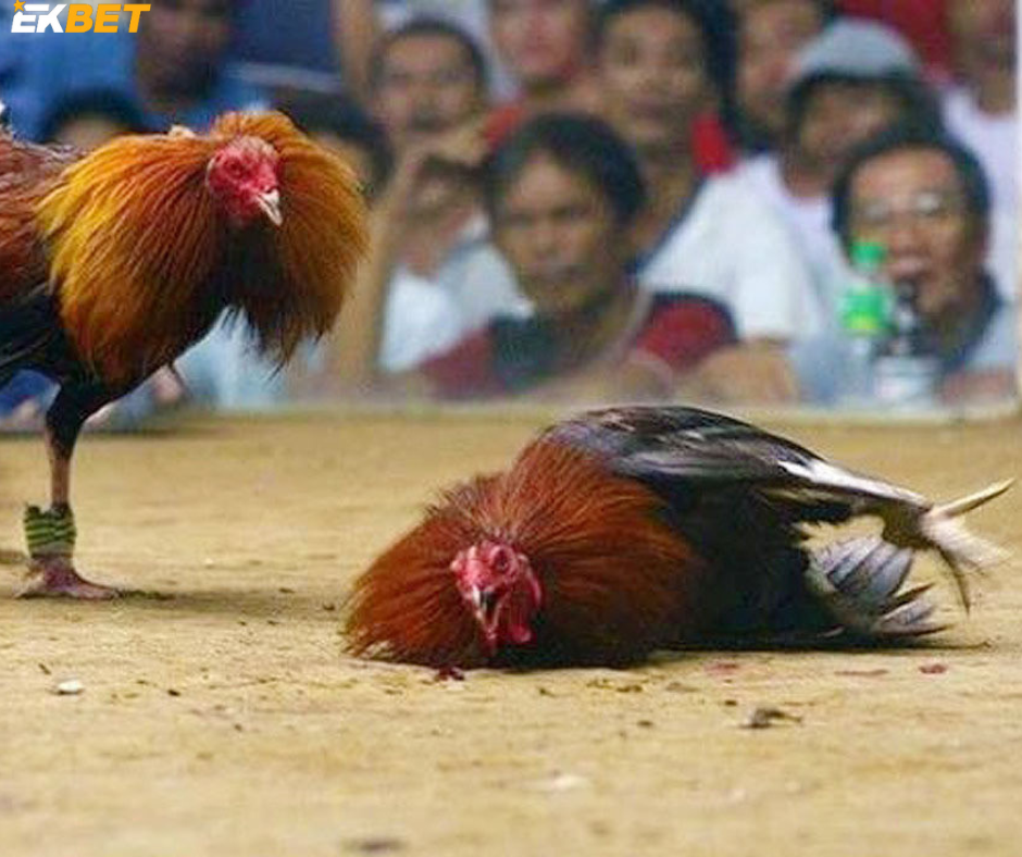 Cockfighting